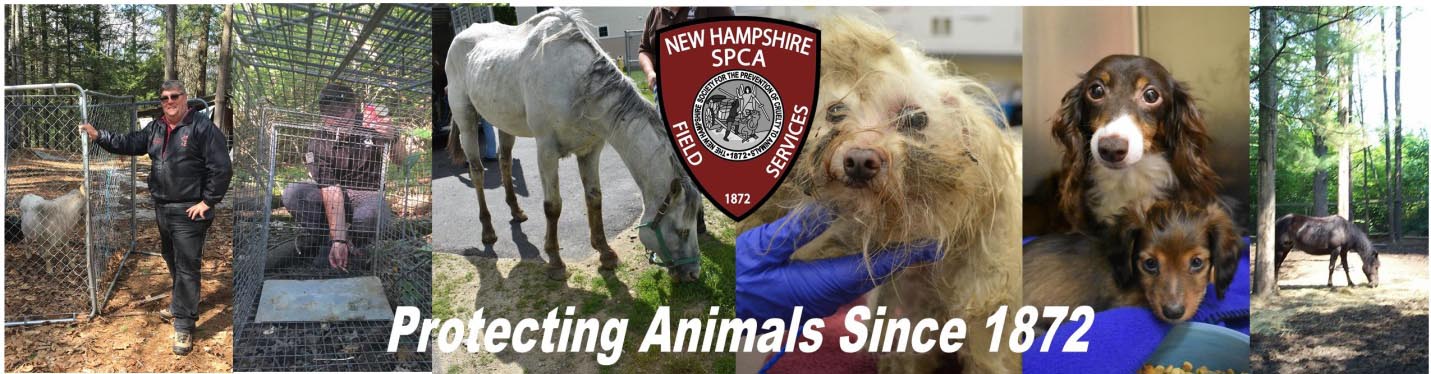 spca summer camp 2023 Field Services Department NHSPCA