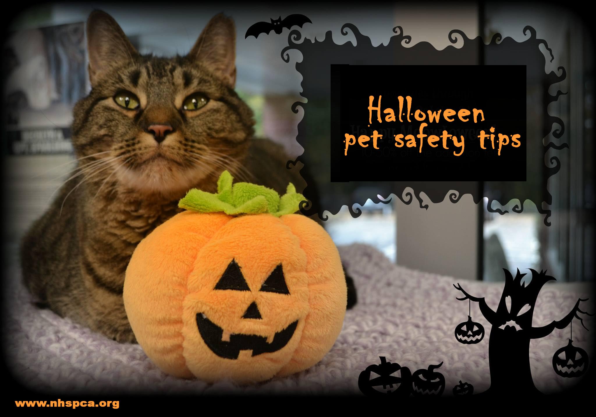 Halloween Events Nh 2023 halloween NHSPCA