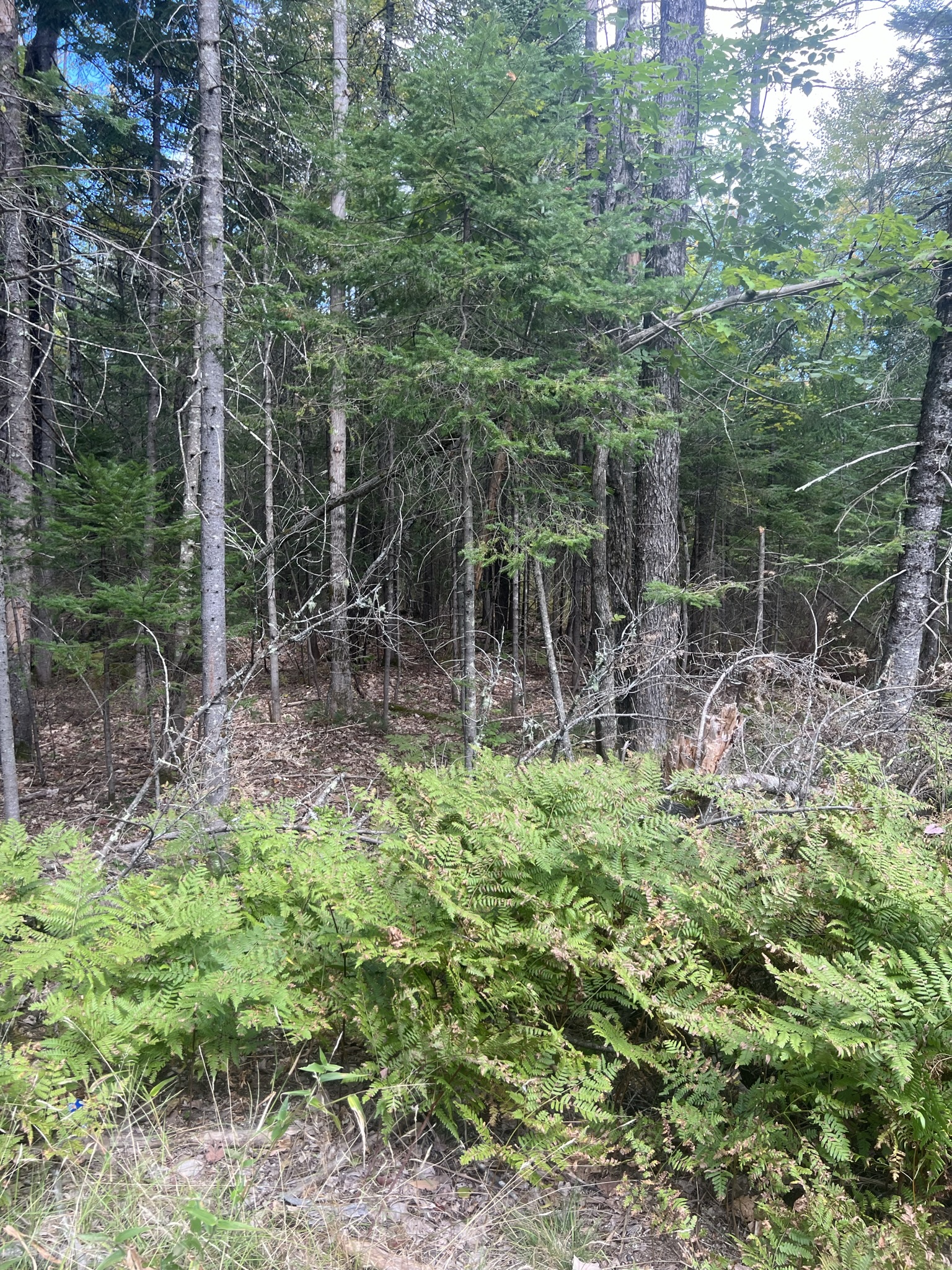 Conway, NH Auction Oct. 15, 2022 NH Tax Deed & Property Auctions