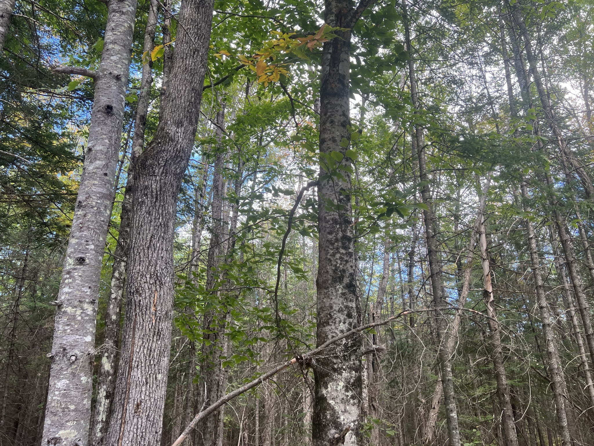 Conway, NH Auction Oct. 15, 2022 NH Tax Deed & Property Auctions