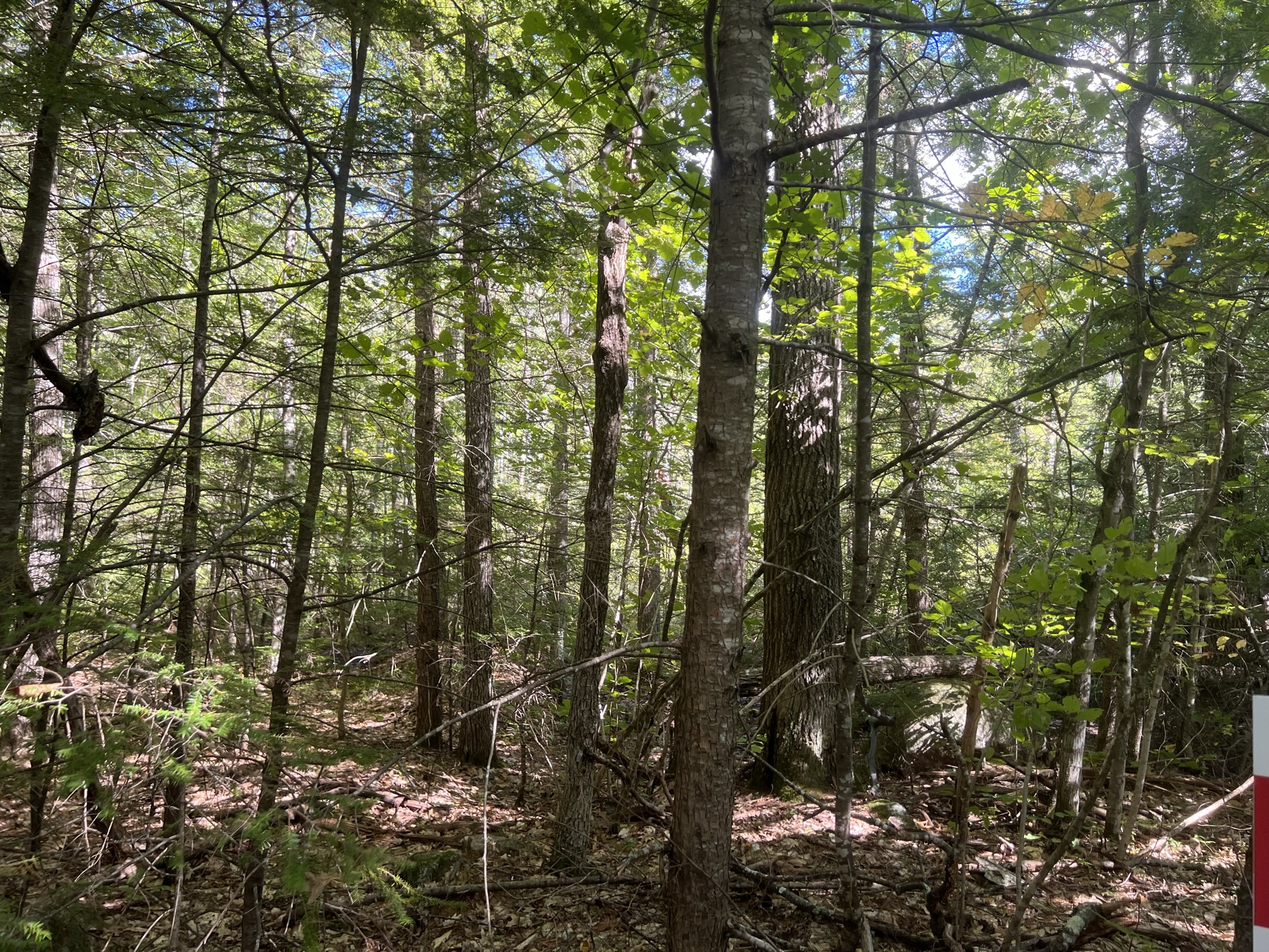 Conway, NH Auction Oct. 15, 2022 NH Tax Deed & Property Auctions