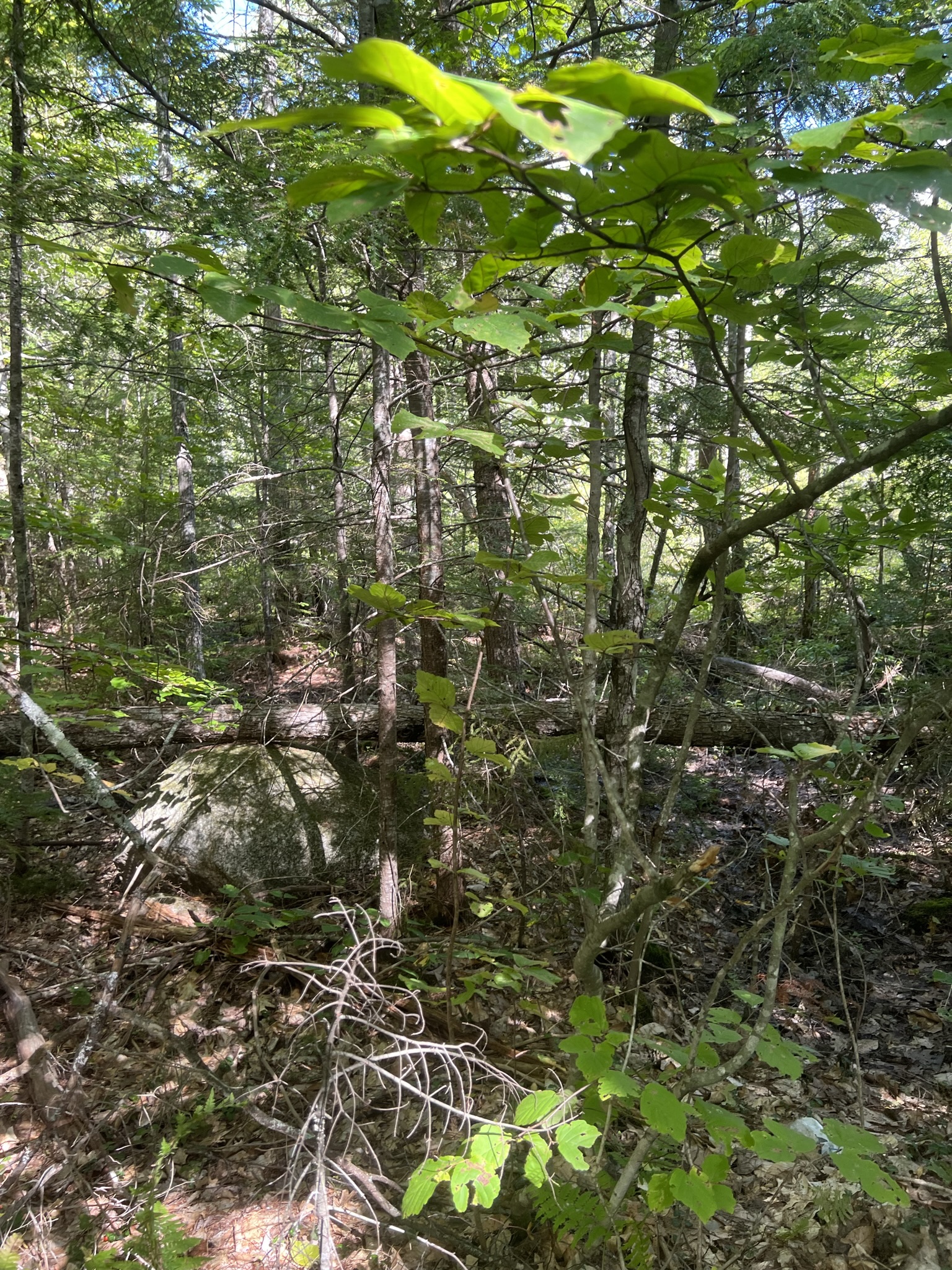 Conway, NH Auction Oct. 15, 2022 NH Tax Deed & Property Auctions