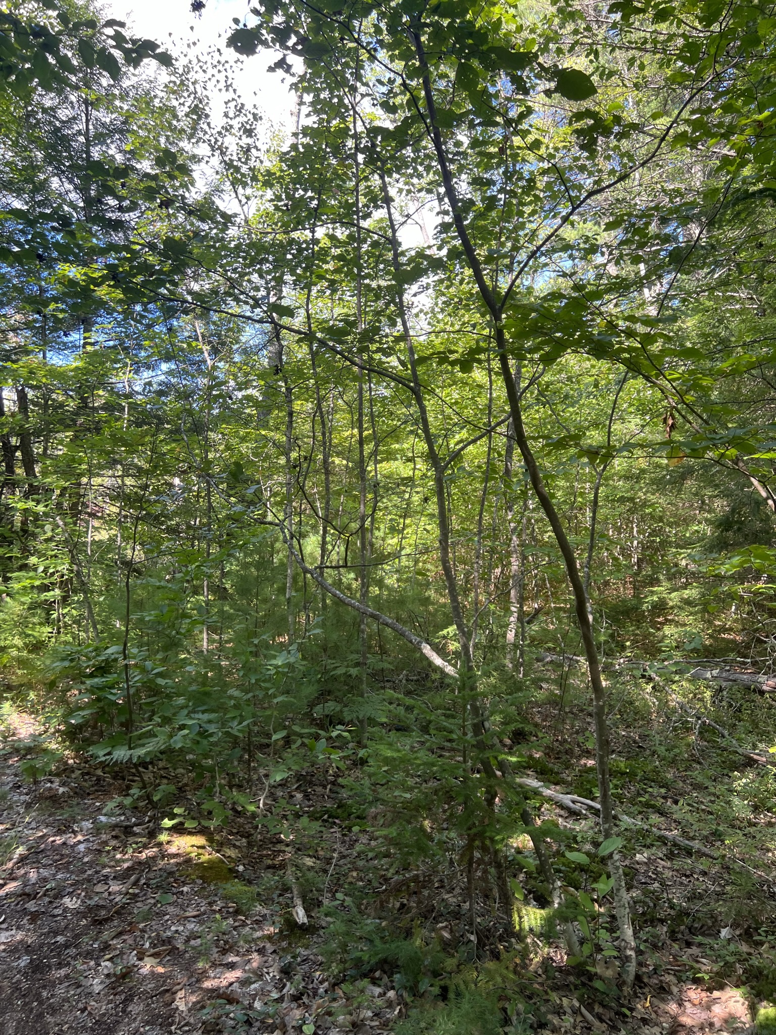 Conway, NH Auction Oct. 15, 2022 NH Tax Deed & Property Auctions