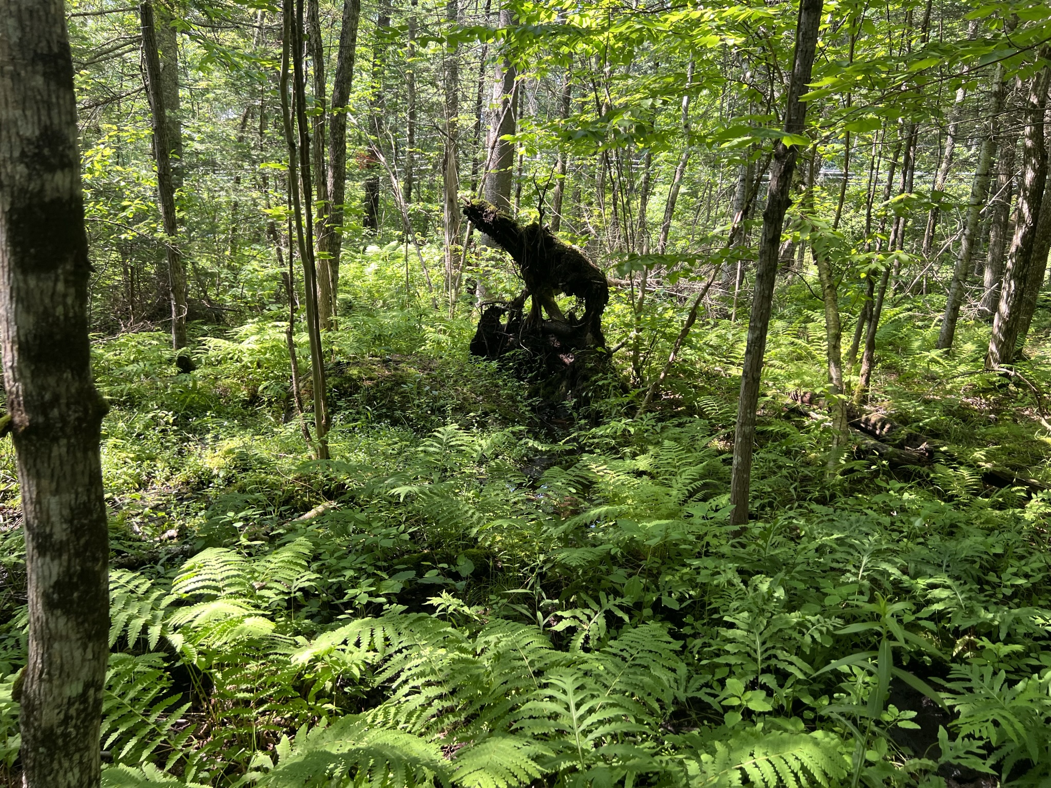 Bethlehem, NH Auction Aug. 5, 2023 NH Tax Deed & Property Auctions