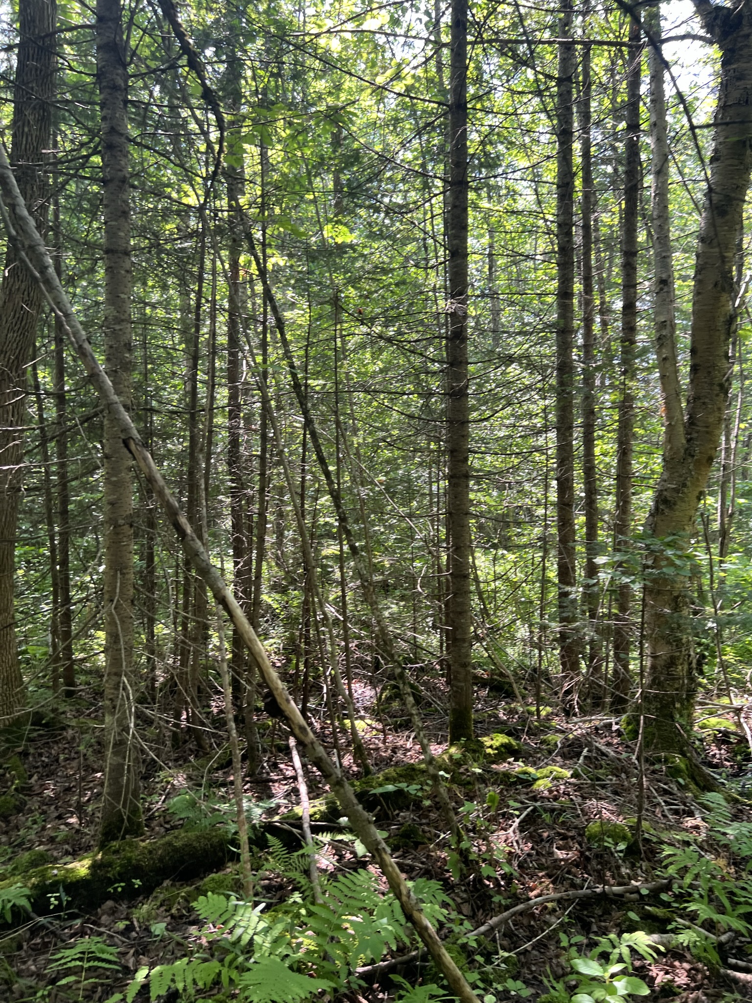 Bethlehem, NH Auction Aug. 5, 2023 NH Tax Deed & Property Auctions