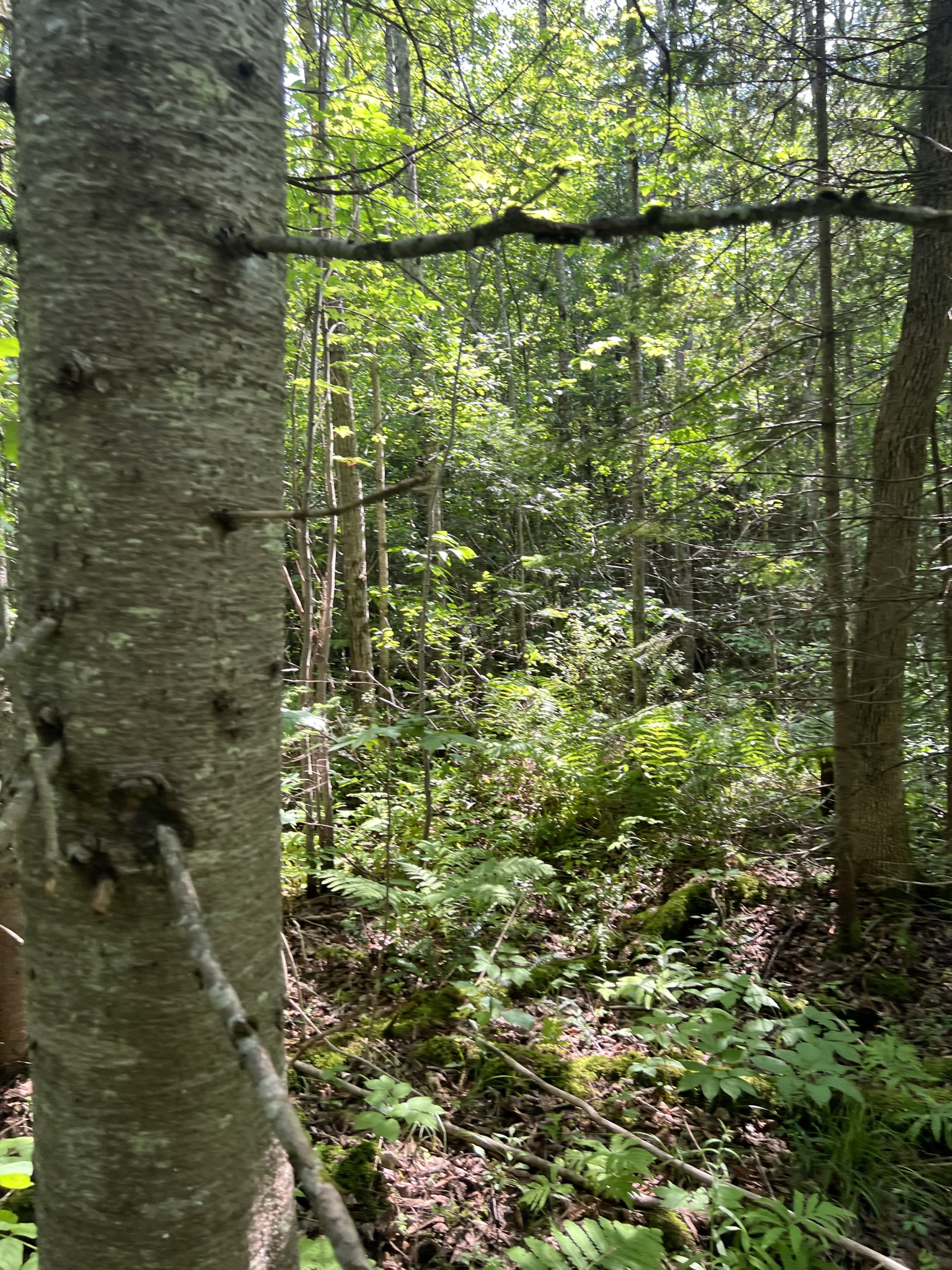 Bethlehem, NH Auction Aug. 5, 2023 NH Tax Deed & Property Auctions