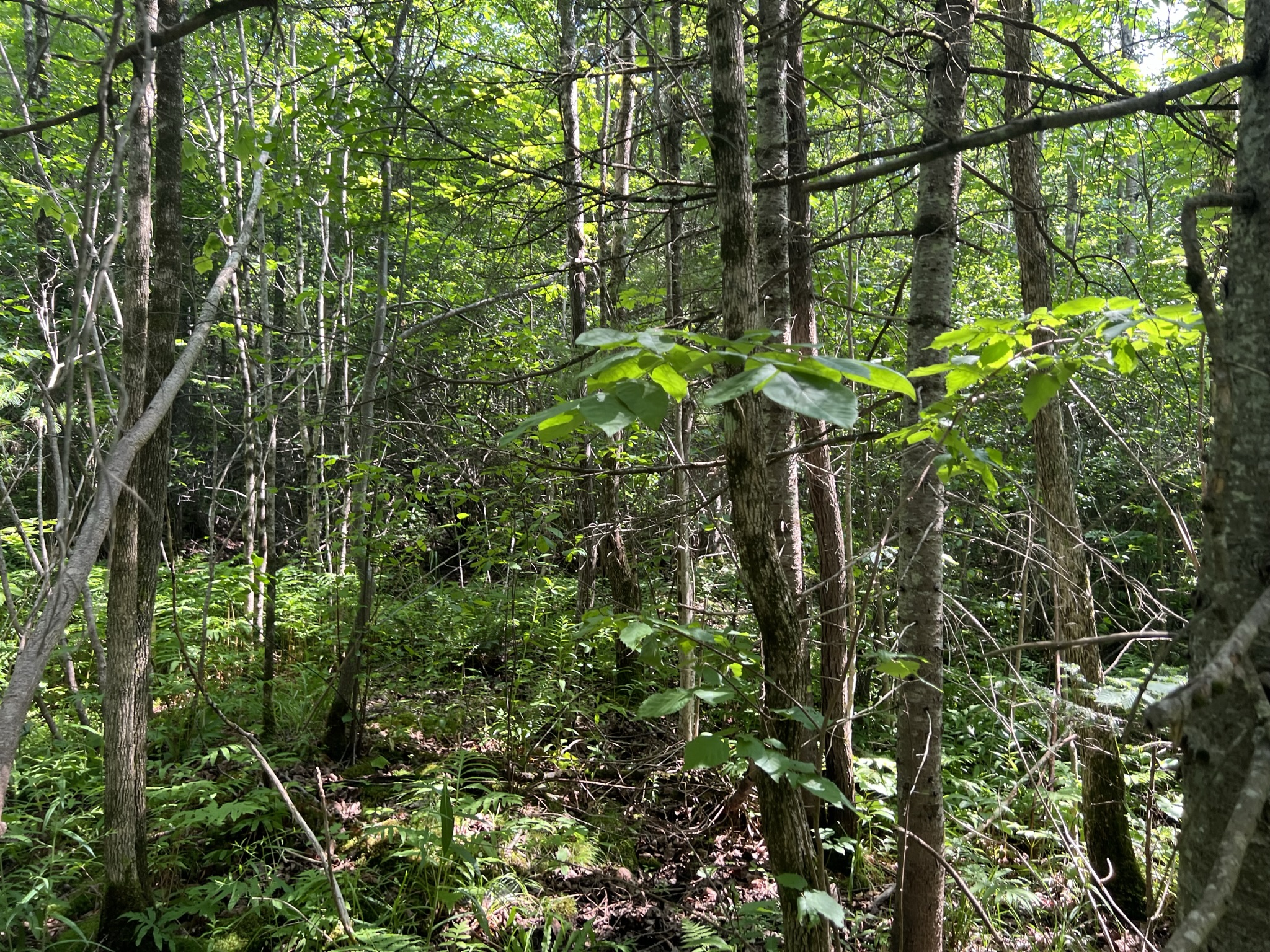 Bethlehem, NH Auction Aug. 5, 2023 NH Tax Deed & Property Auctions