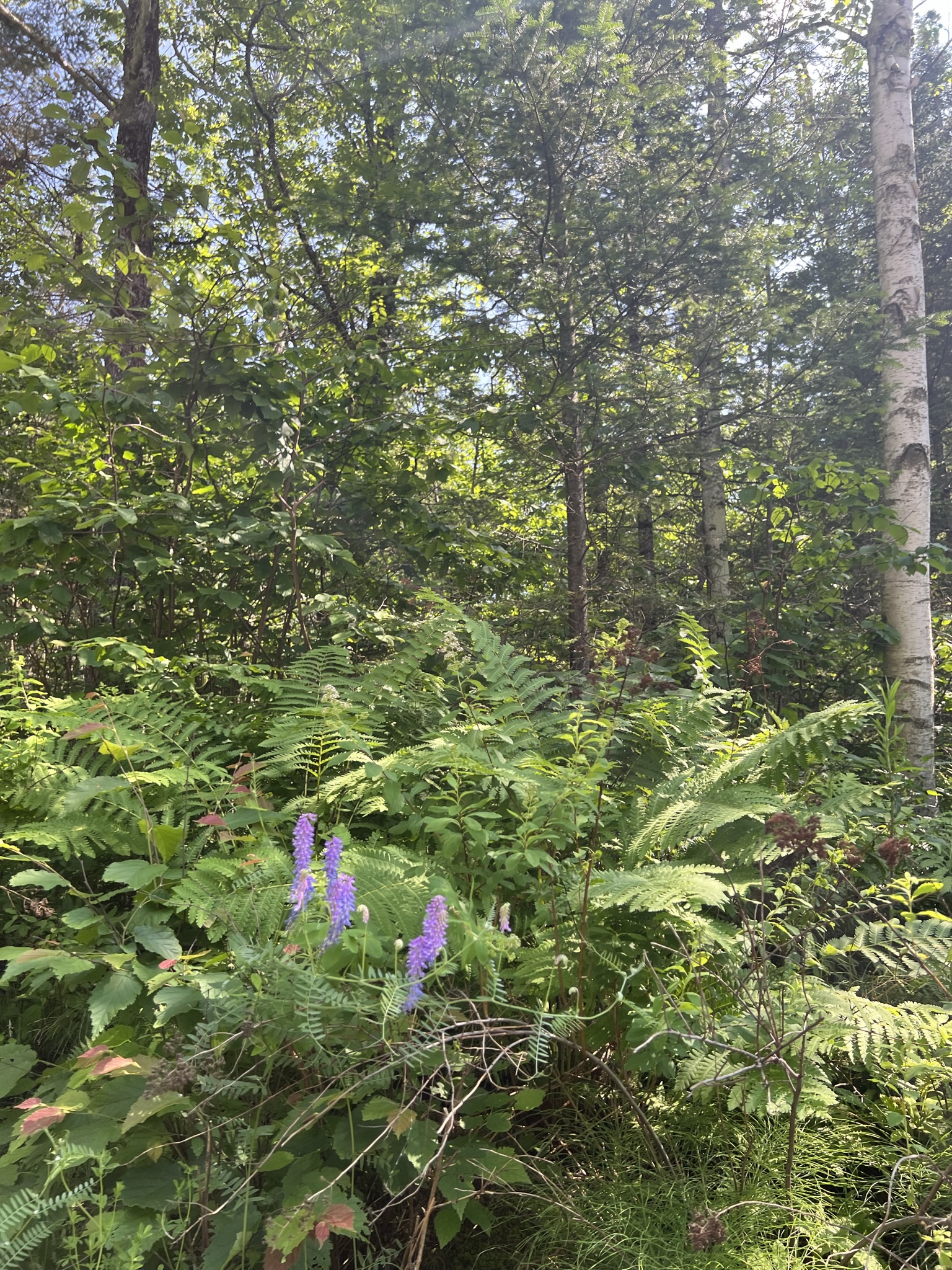 Bethlehem, NH Auction Aug. 5, 2023 NH Tax Deed & Property Auctions