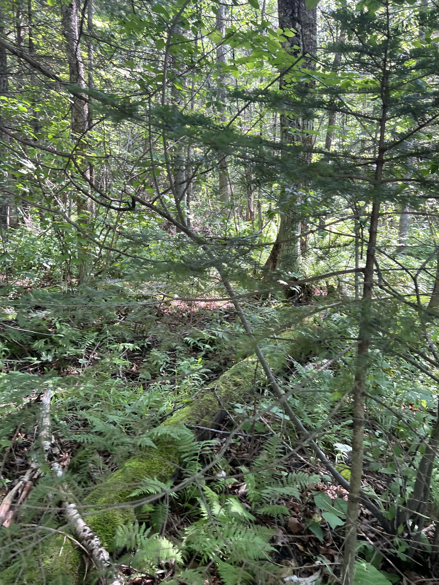 Bethlehem, NH Auction Aug. 5, 2023 NH Tax Deed & Property Auctions