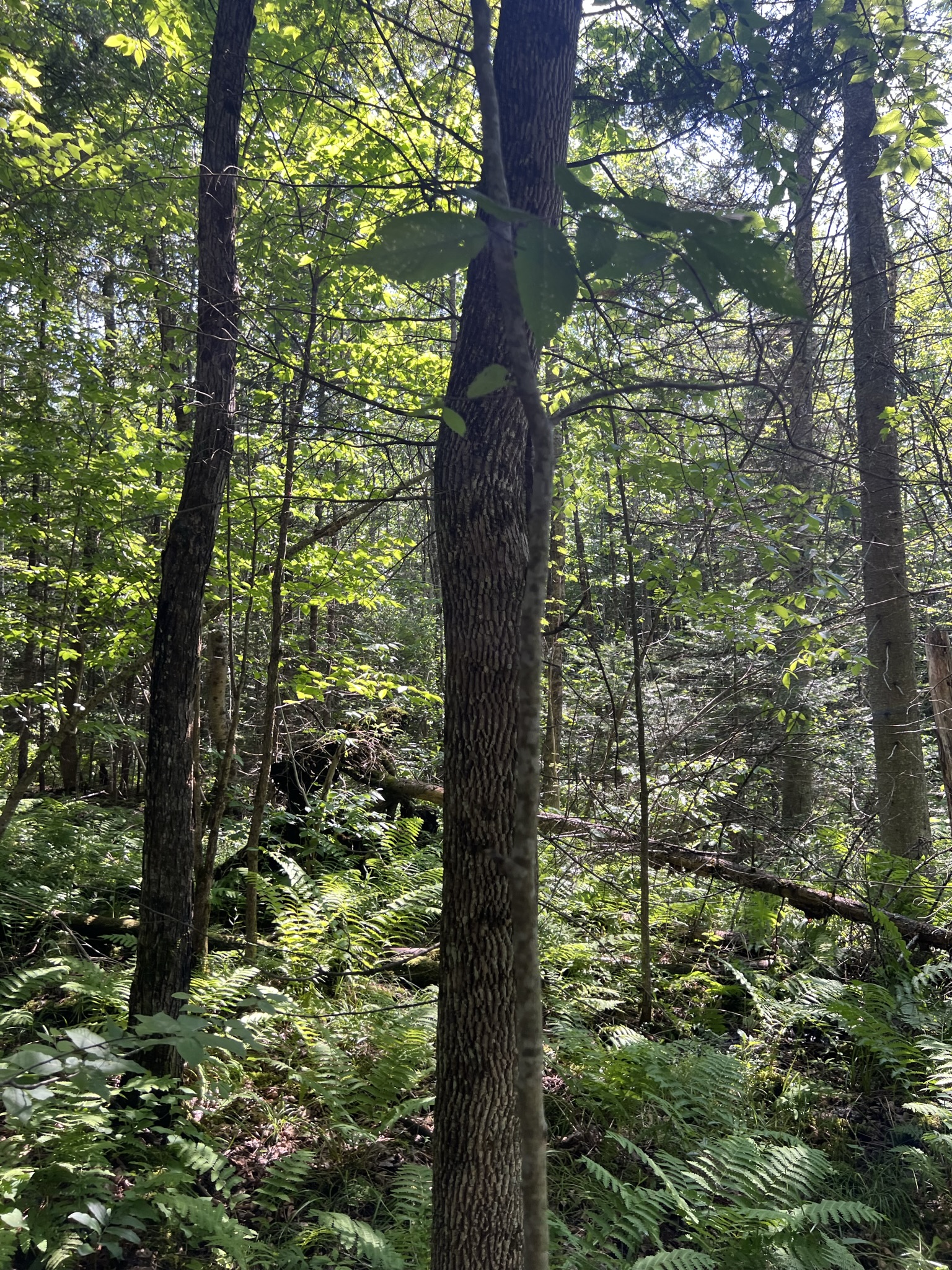 Bethlehem, NH Auction Aug. 5, 2023 NH Tax Deed & Property Auctions