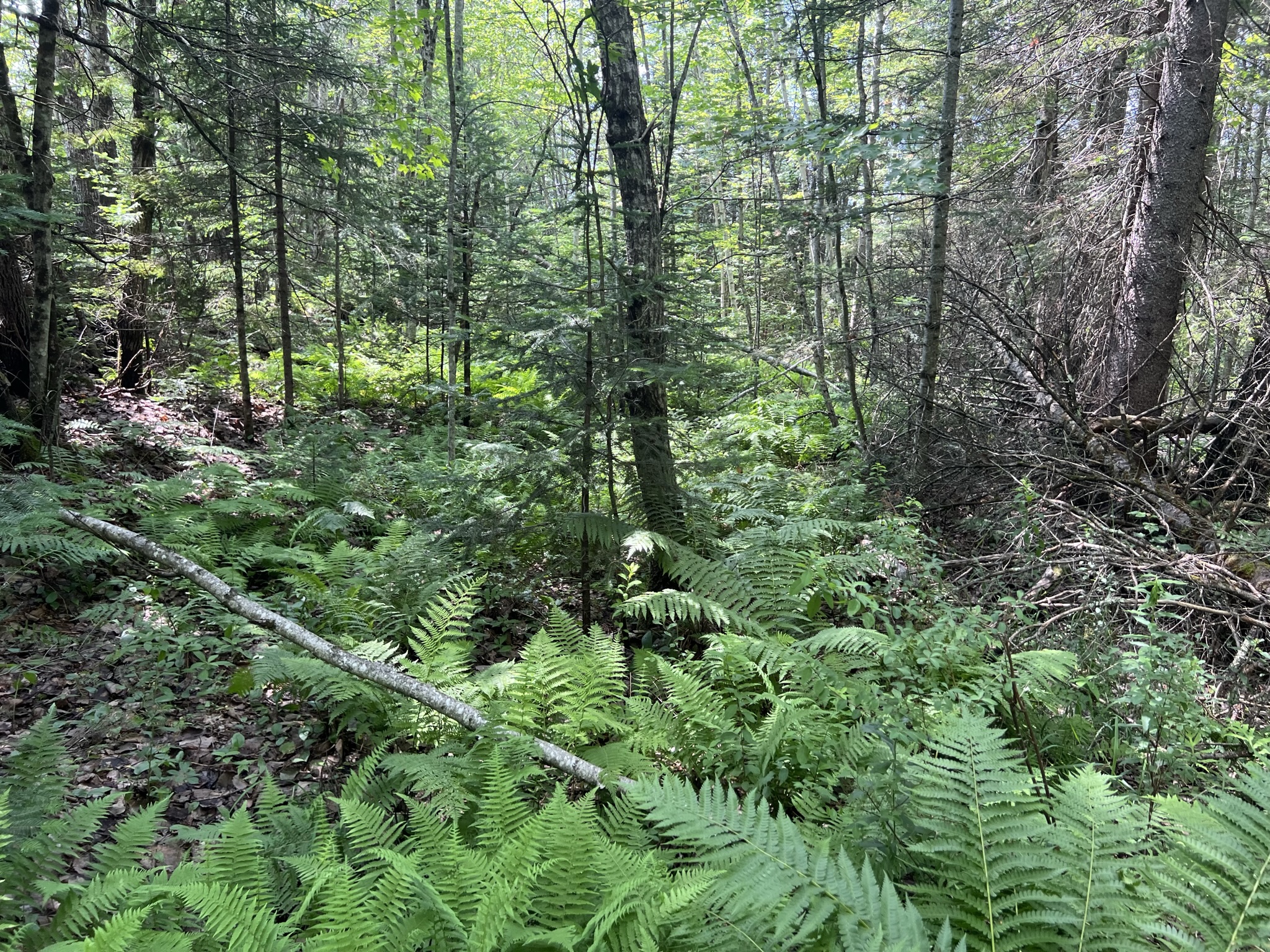 Bethlehem, NH Auction Aug. 5, 2023 NH Tax Deed & Property Auctions