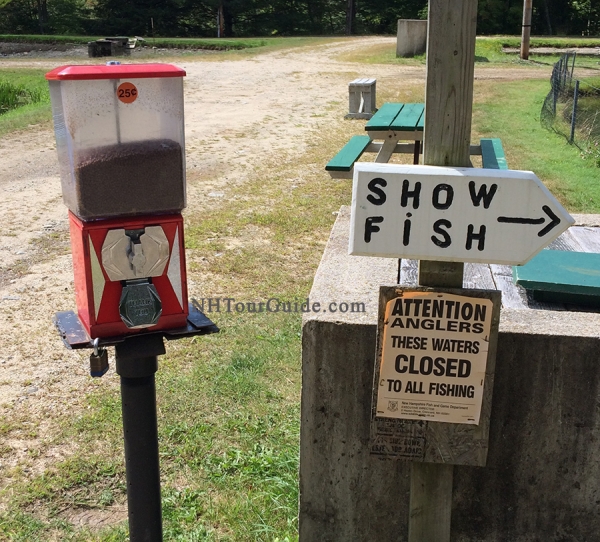 Powder Mill Fish Hatchery New Durham NH NH Attractions for People