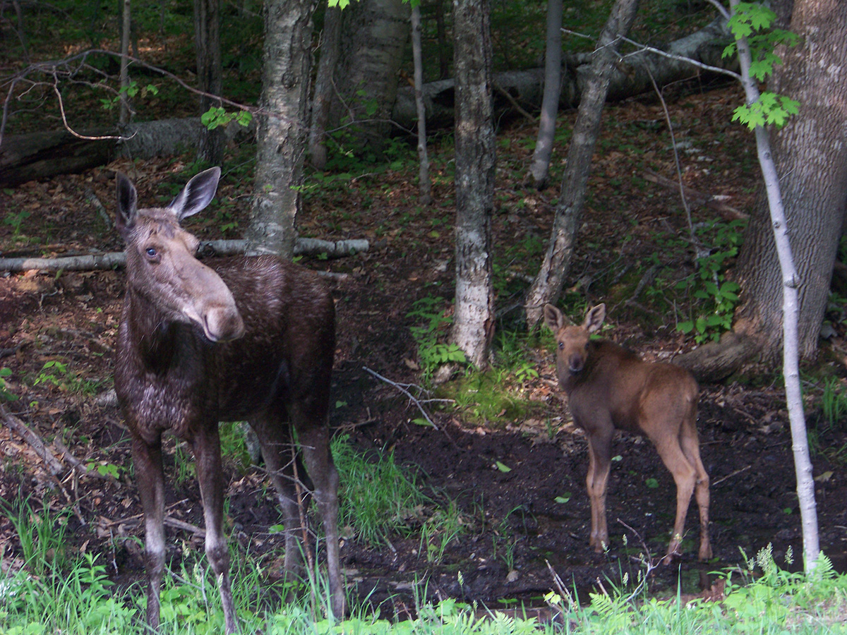 Moose Alley NH Best Place to See Moose in Pittsburg NH NH Attractions for People With