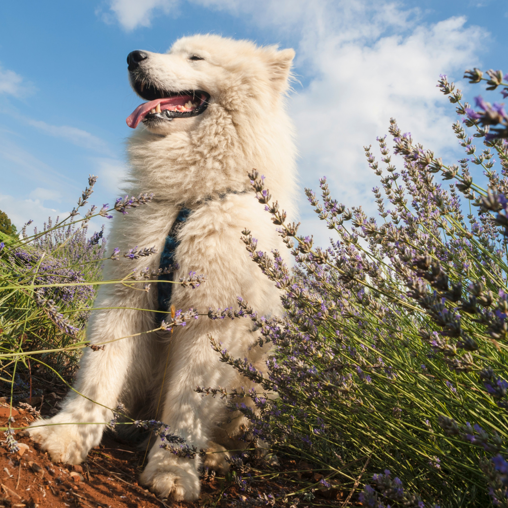 Is Lavender Safe for Pets? The Many Uses of Lavender