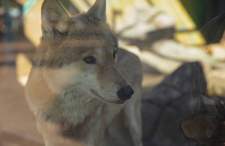 Relist Gray Wolf New Hampshire Wildlife Coalition