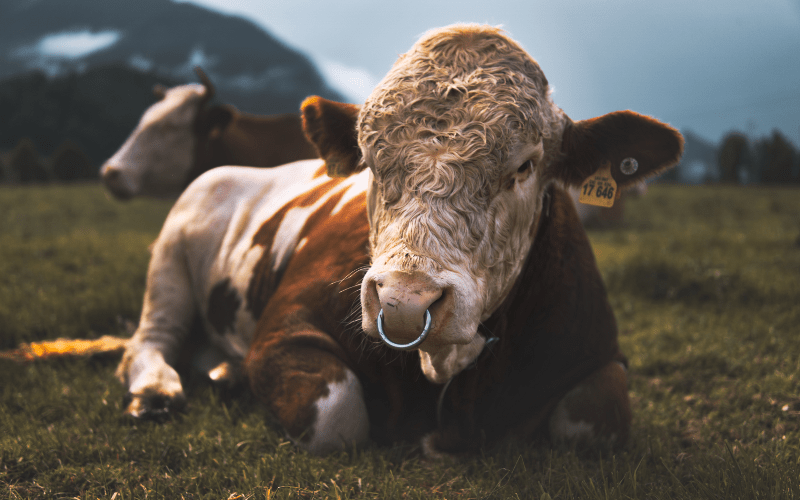 Freistaat Bayern Quiz mattiland