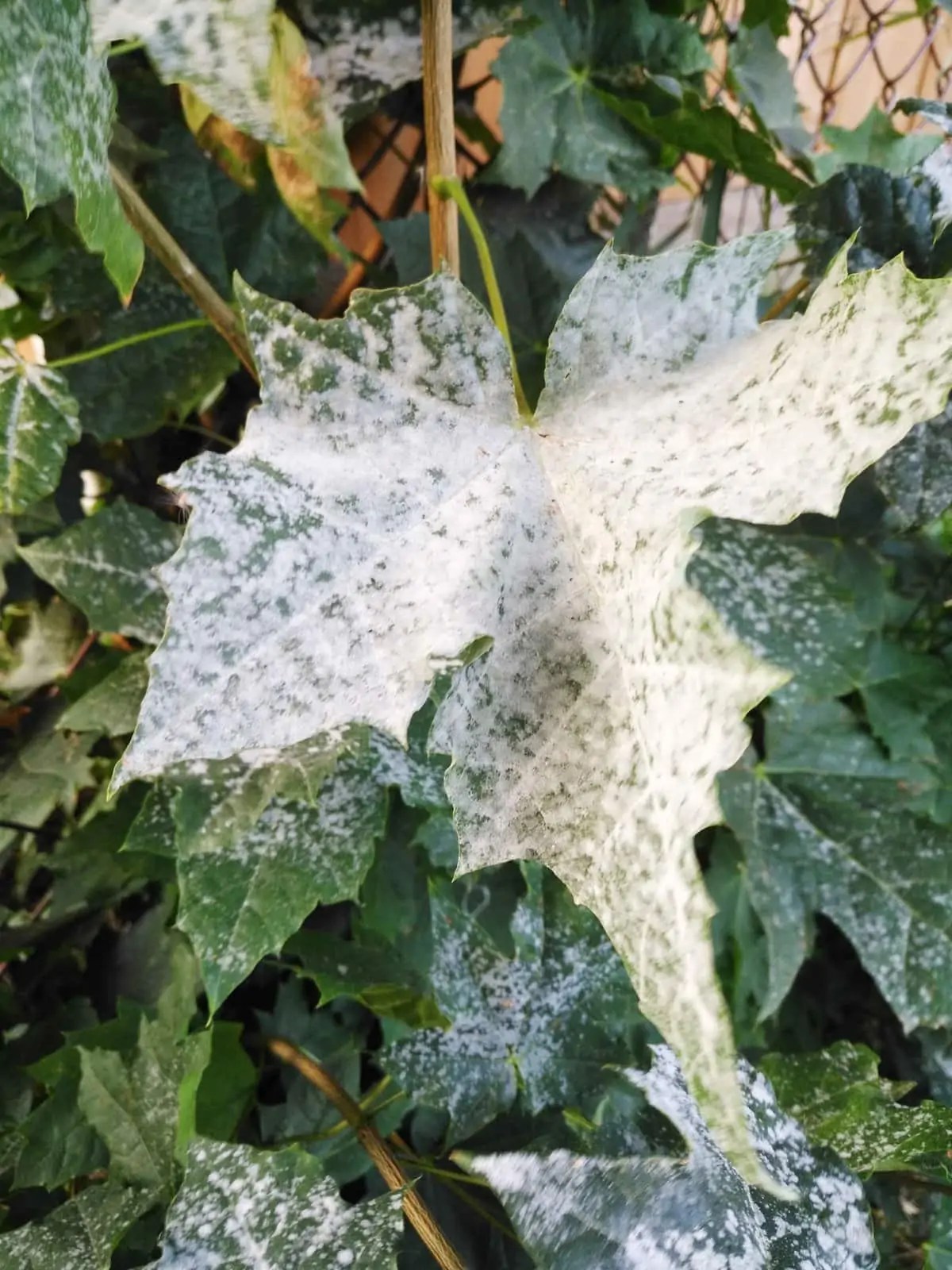 Growing Together A pinch of prevention can rid garden of powdery mildew