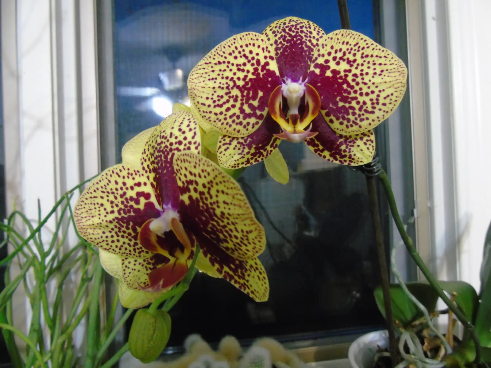 Growing Together How to keep your orchids happy and healthy