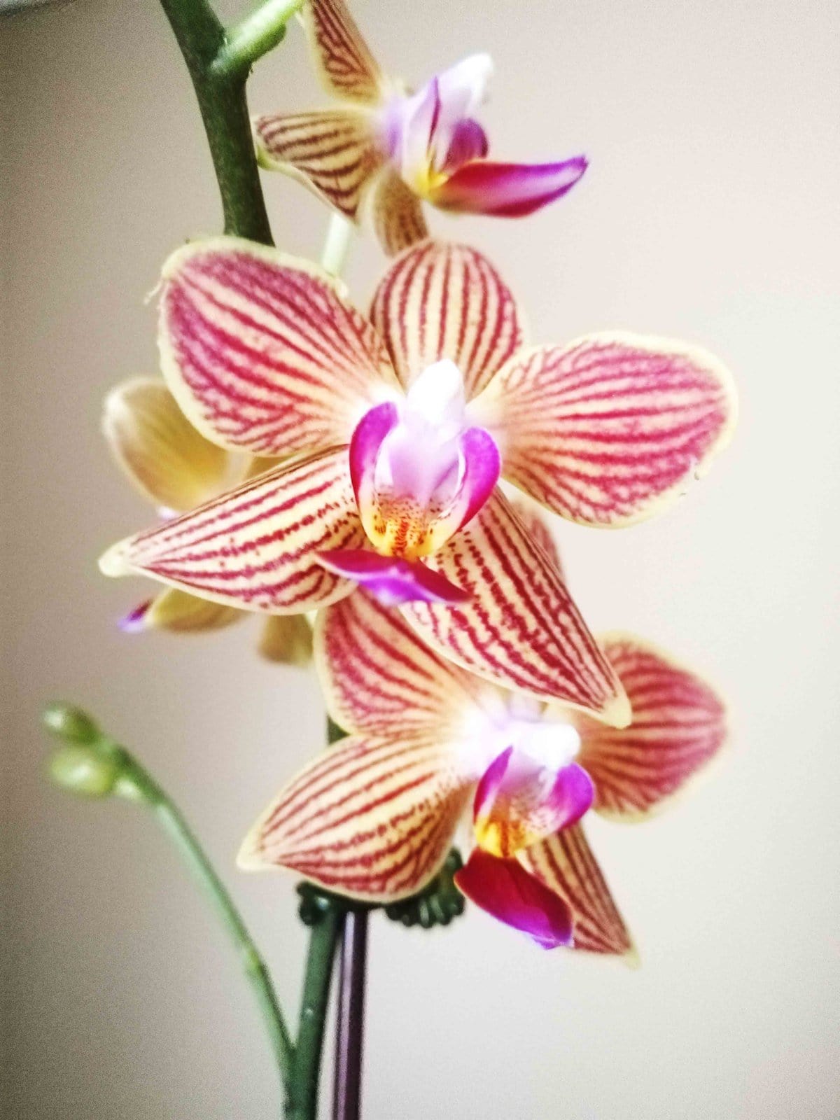 Growing Together How to keep your orchids happy and healthy