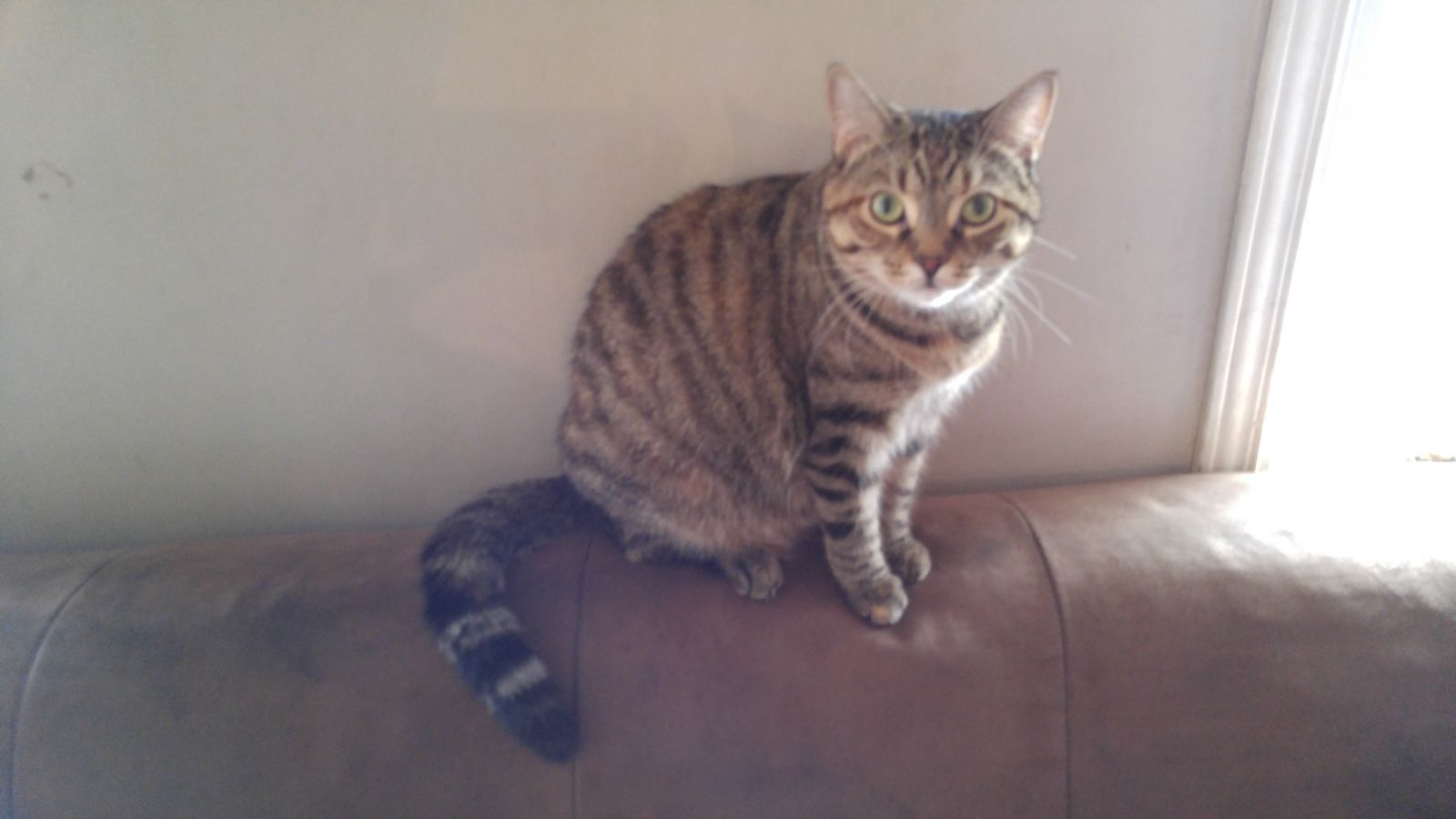 Lost CatPrecious Niagara SPCA and Humane Society