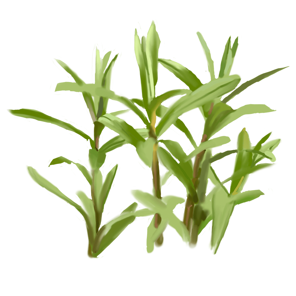 Tarragon Leaves Niance