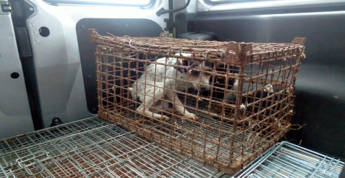 Formerly Abused Dog Who Spent Her Entire Life In A Cage Gets To Run