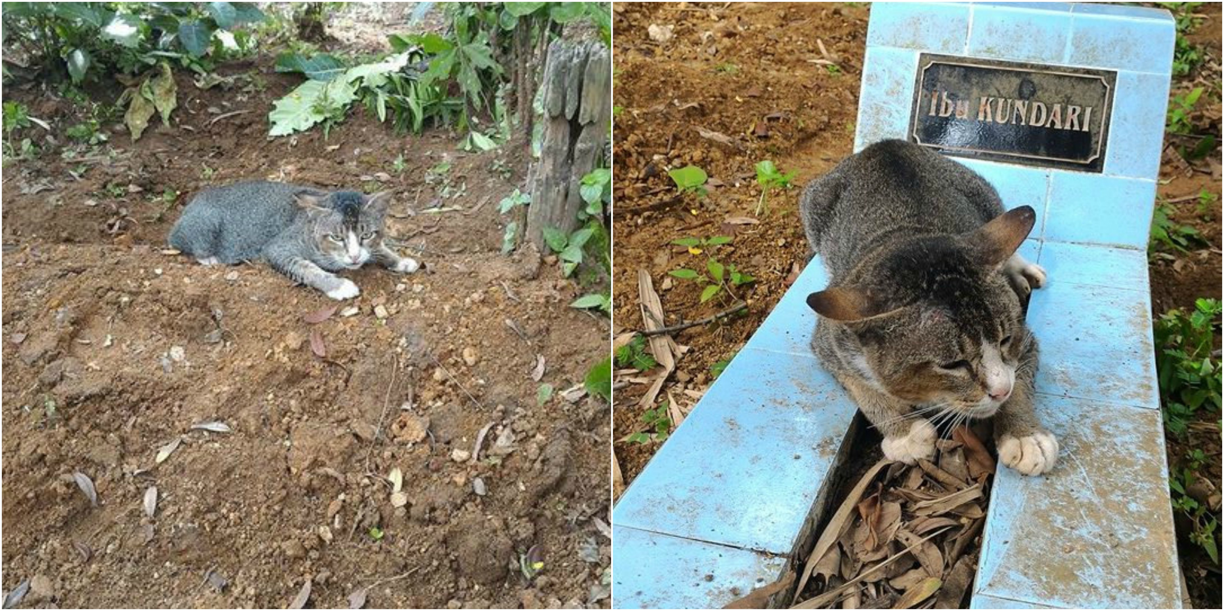 Grieving cat misses her dead owner so much she lives at his grave for