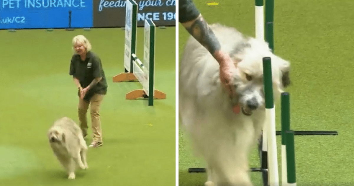 Rescue dog hilariously fails agility course but wins over everyone's