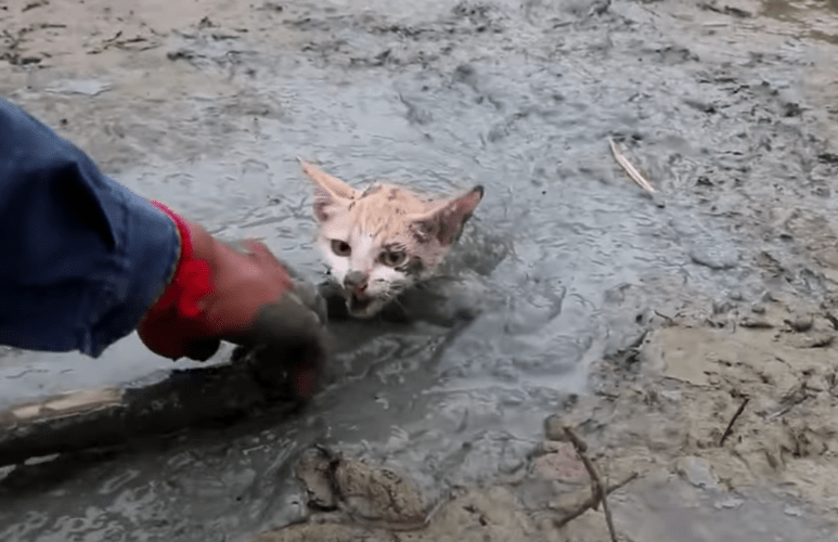 Kitten stuck in the mud almost give up until a quick thinking man