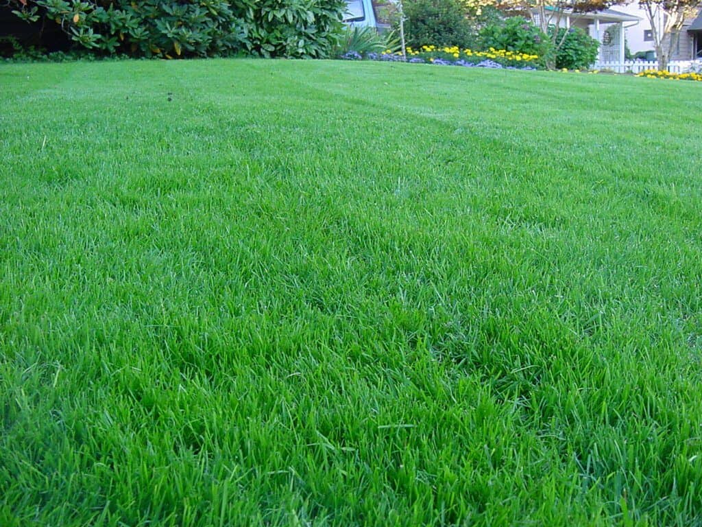 Lawn Care Near Me Nice & Precise Lawn Care Services
