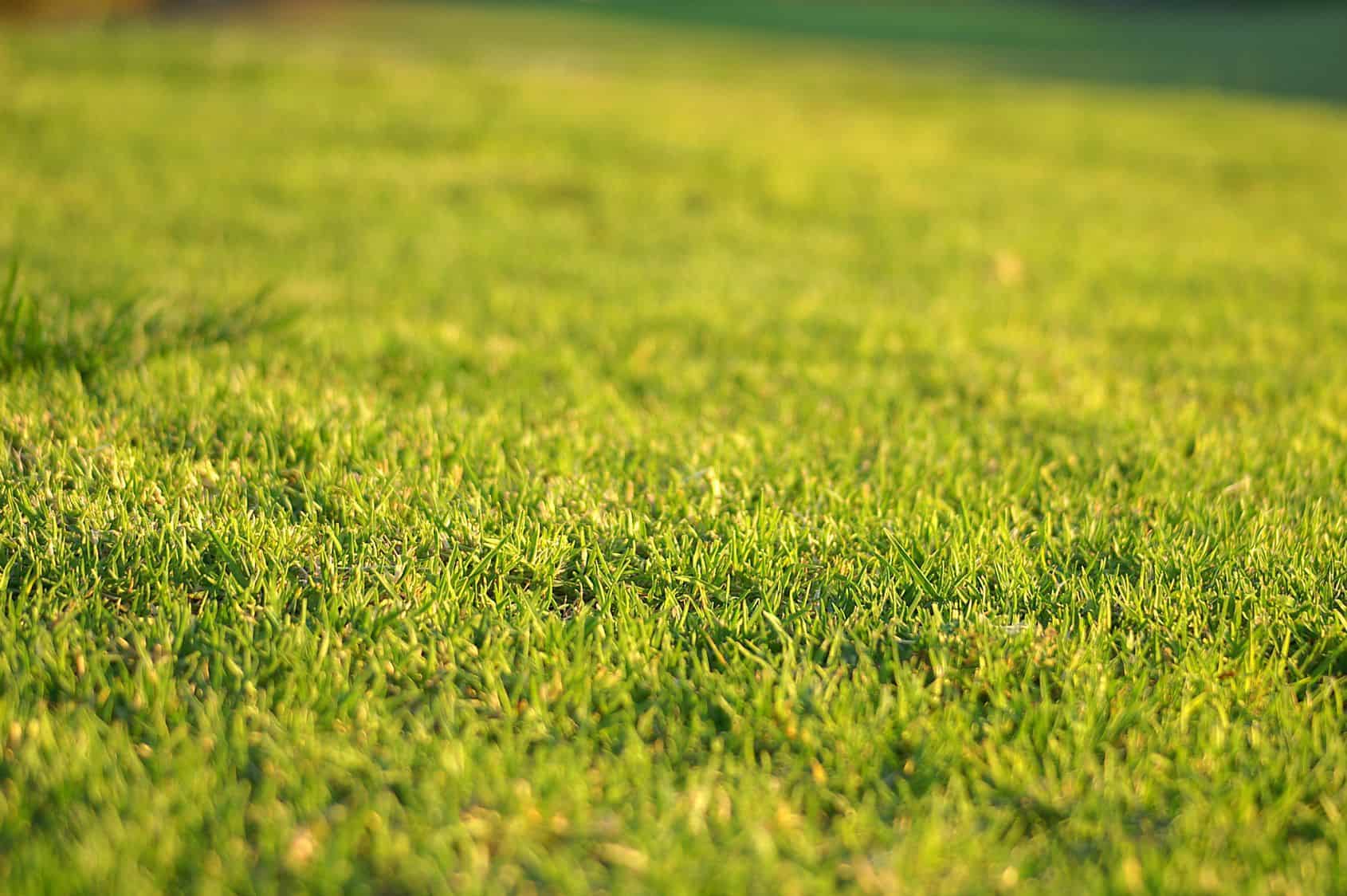 How To Fix A Bumpy Lawn Uk