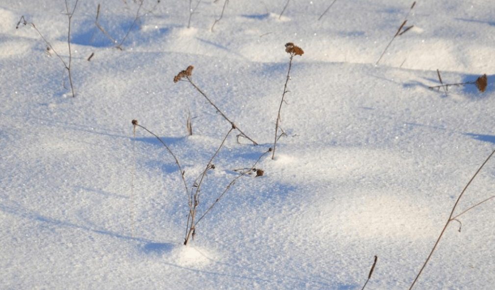 نباتات المناطق القطبيه صغيره وقصيره تنمو قريبة من سطح