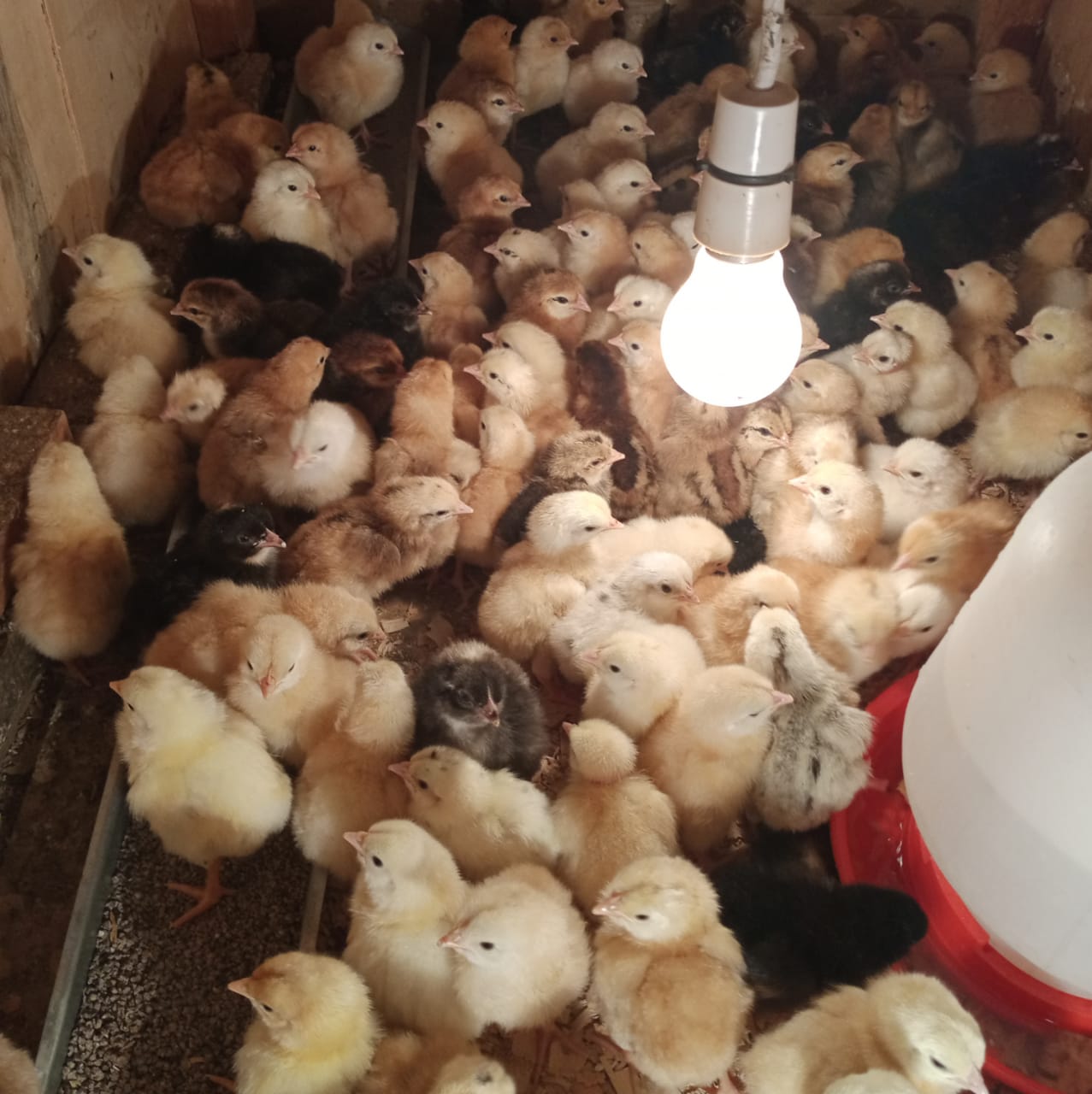 2 weeks old chicks nicehatch incubator solar incubators in Nairobi