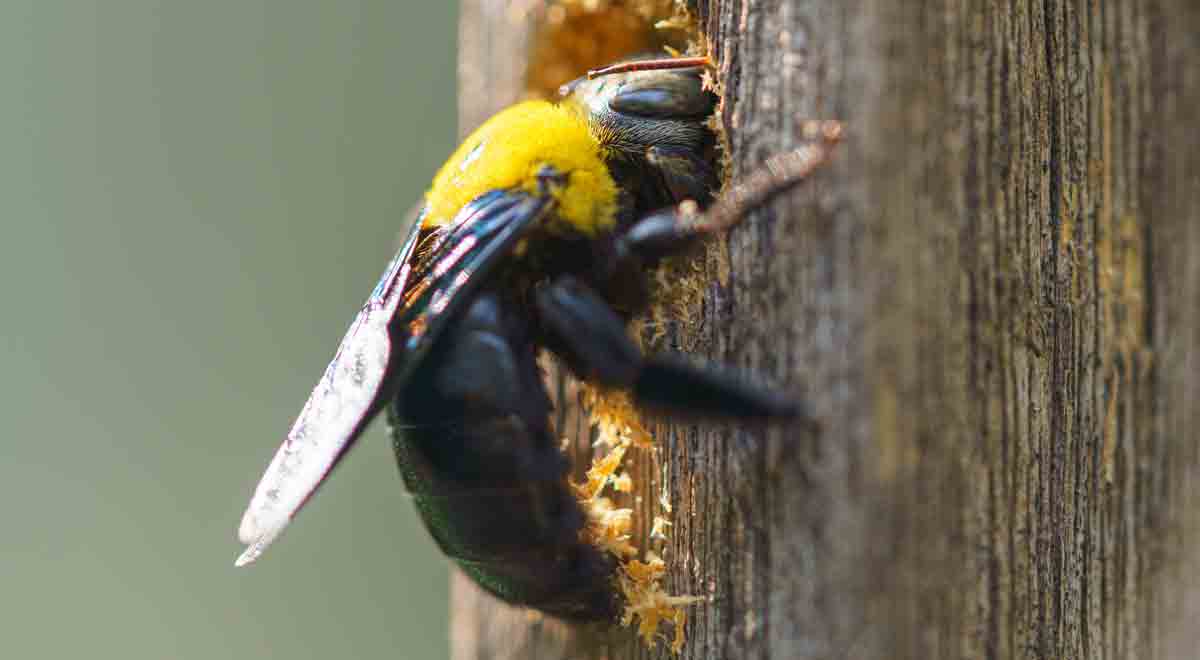 Woodboring carpenter bees in Florida Everything you need to know
