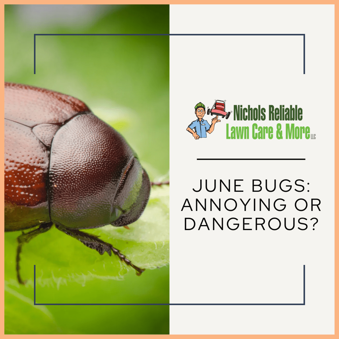 Do June Bugs Bite? Nichols Reliable Lawn Care & More