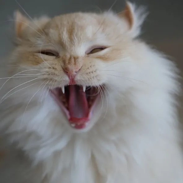 Why does my cat smell so good?