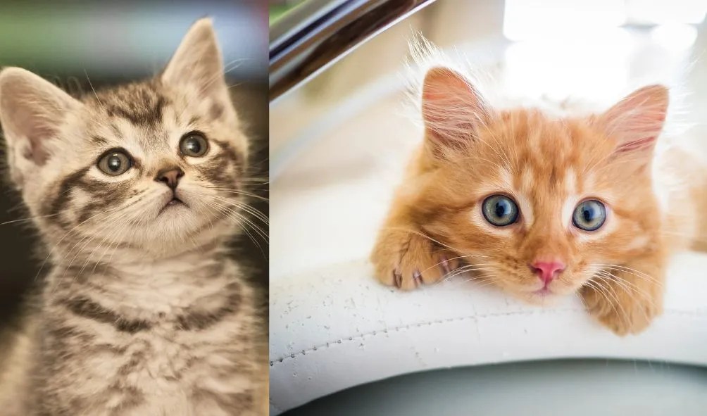 Why do cats hide their faces when they sleep?