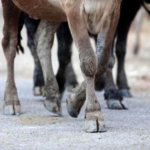 How Do Cows Get Teeth In Their Hooves?