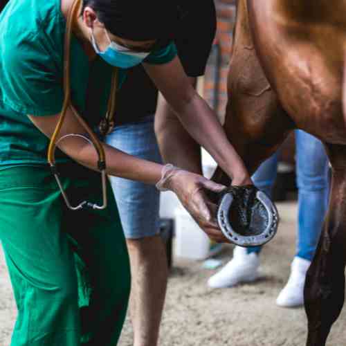 How Do Cows Get Teeth In Their Hooves?