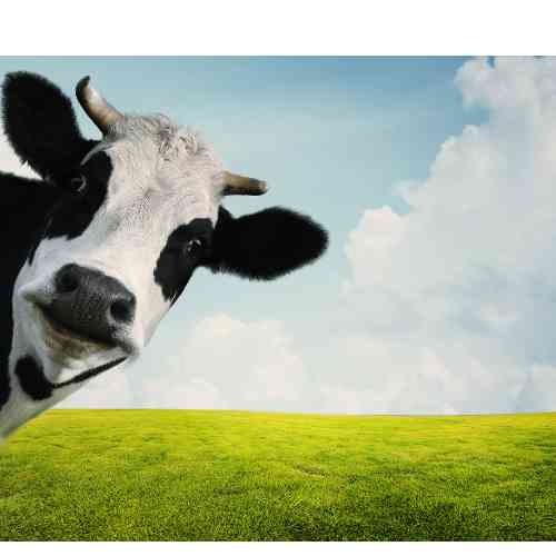 How Do Cows Get Teeth In Their Hooves?