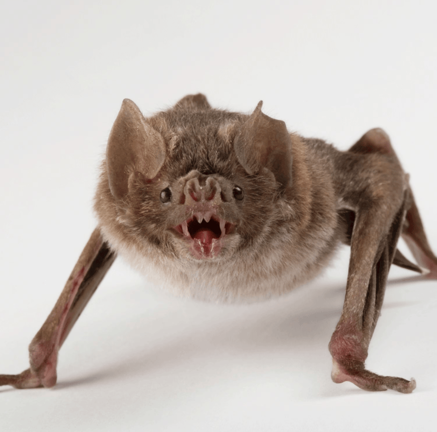 4 Astonishing Reasons Bats Only Fly at Night! - nickiy.com