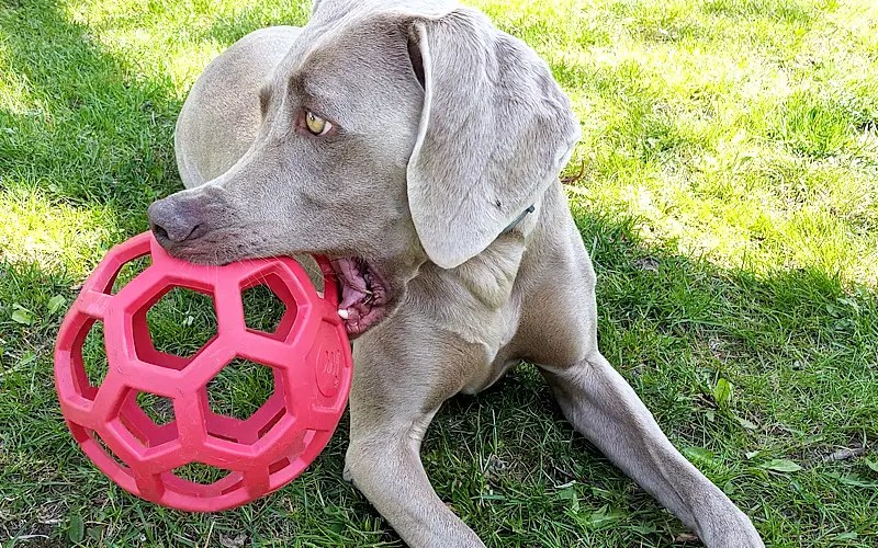 7 MustHave Toys for Great Danes