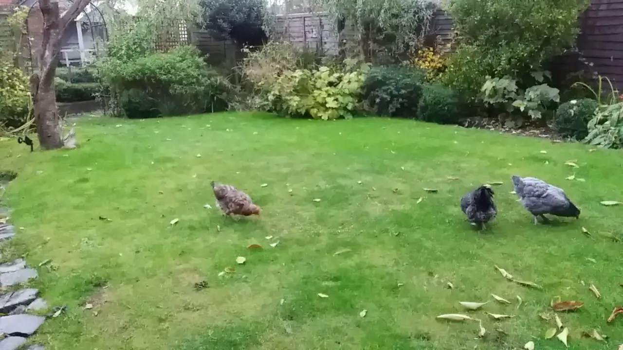 How to Stop Chickens Walking Backwards