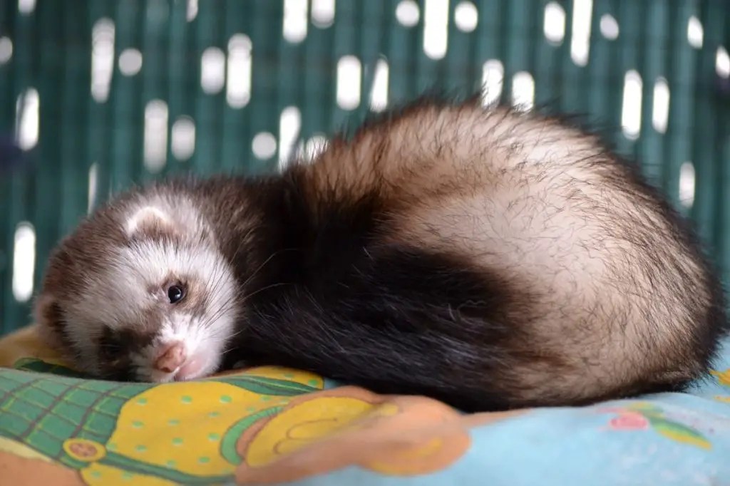 How To Keep Ferrets As Pets A Complete Guide for Ferret Lovers