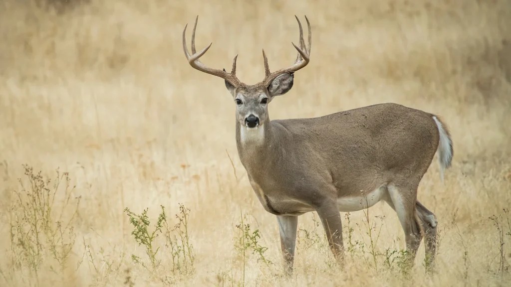 How Old Do Whitetail Deer Live?