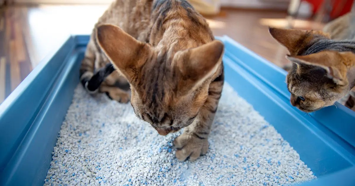 Why My Cat is Not Using the Litter Box? Troubleshooting Tips, Tricks
