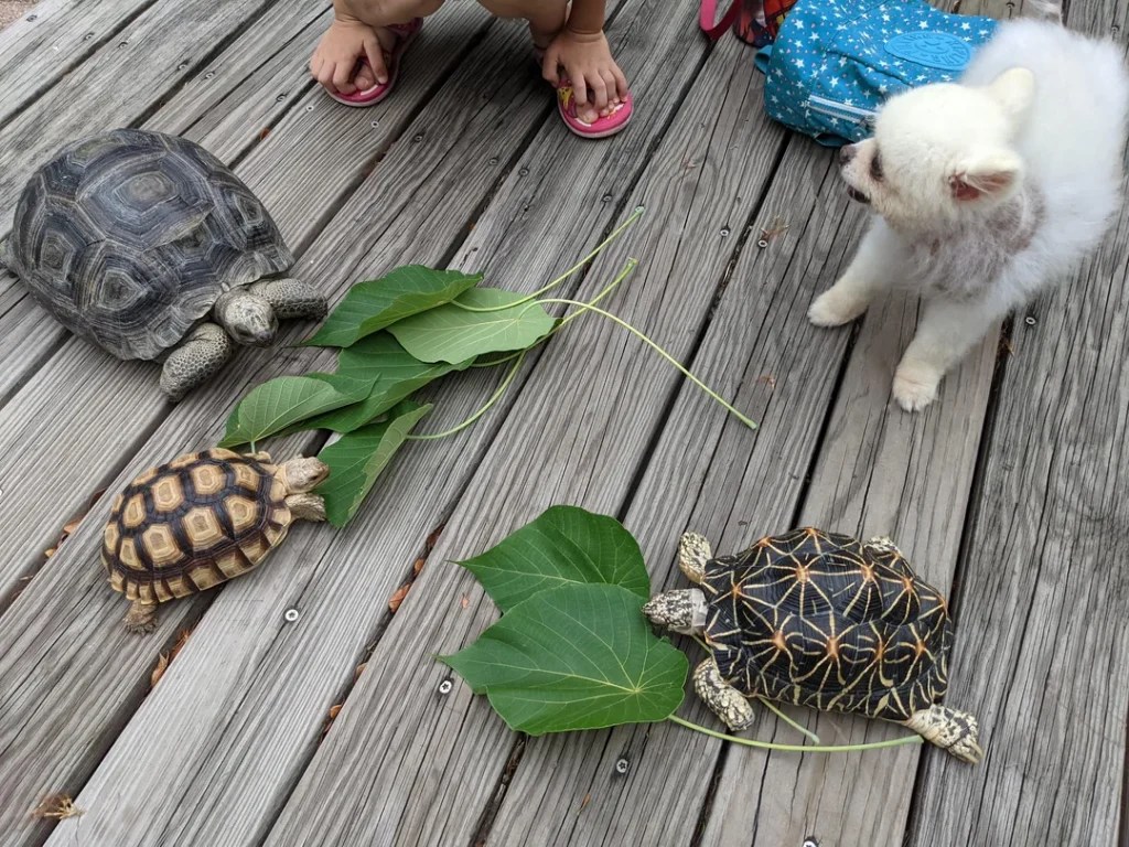 Do Turtles Make Friends? Unraveling the Secret Social Lives of Turtles!