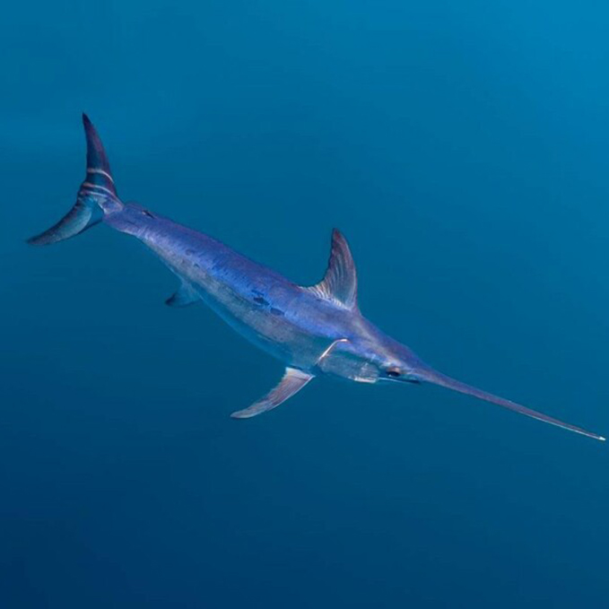 National Fisherman The slow death and uncertain future of California’s swordfish fishery