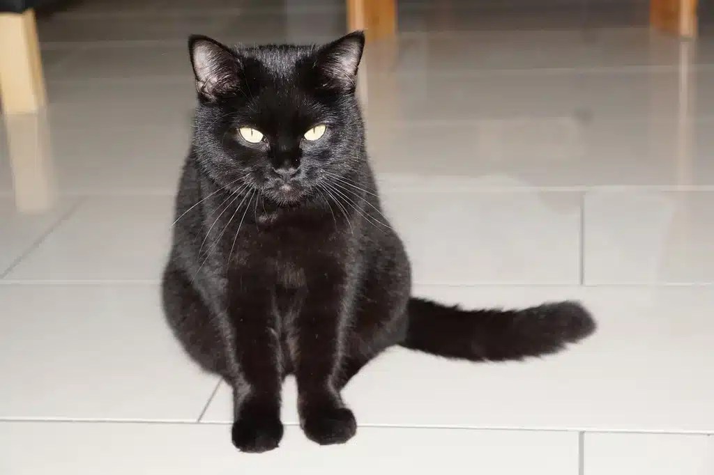 Why is My Cat Pooping on the Floor? Nicks.pet
