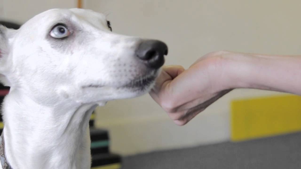 Understanding Male Dog Behavior Exploring the Reasons Behind Male Dogs Sniffing Other Males